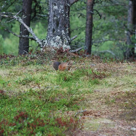 Отель Lemonsjo Fjellstue Og Hyttegrend