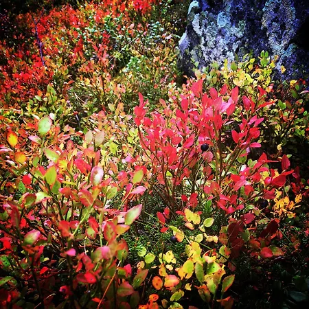 Lemonsjo Fjellstue Og Hyttegrend * Randsverk