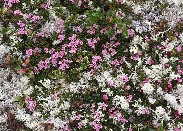 Lemonsjo Fjellstue Og Hyttegrend Randsverk