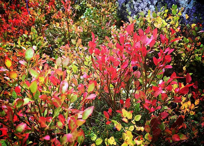 Lemonsjo Fjellstue Og Hyttegrend * Randsverk